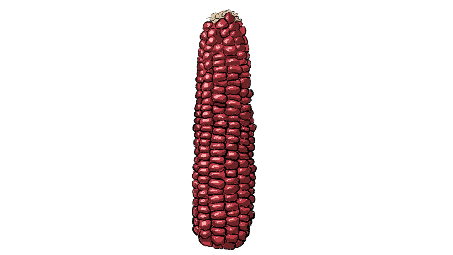 Montana Corn Mix ~ Zea Mays