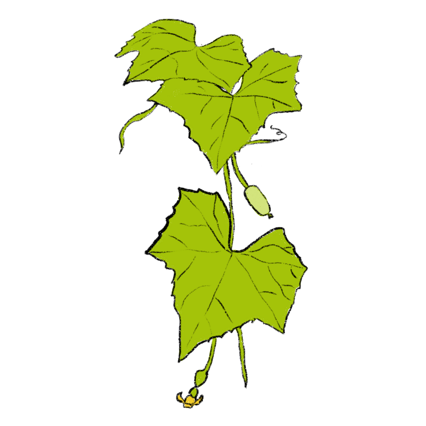 Northern Cucamelon ~ Melothria Pendula