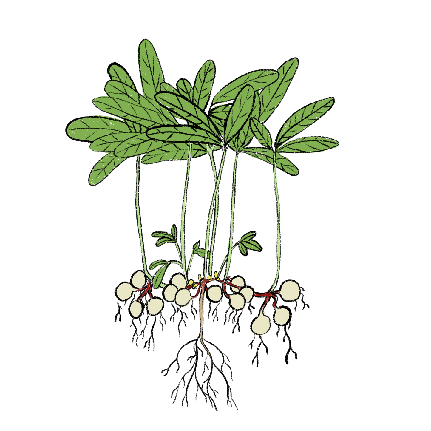 Bambara Groundnut ~ Vigna Subterranea