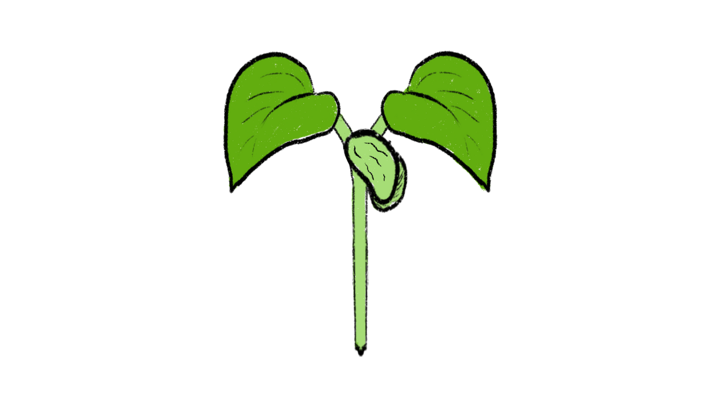 Appaloosa Bean ~ Phaseolus Vulgaris