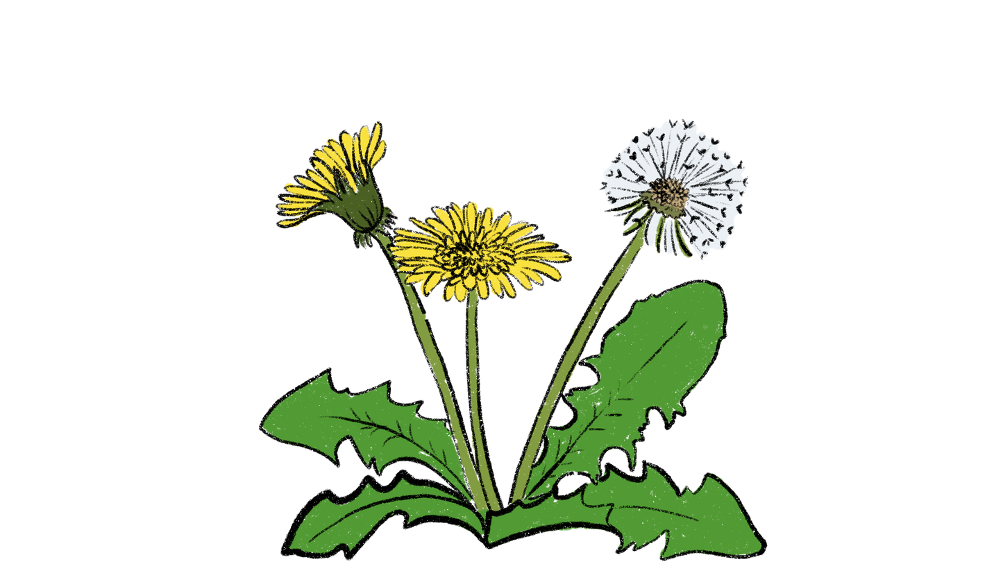 Dandelion ~ Taraxacum Officinale, Taraxacum Erythrospermum