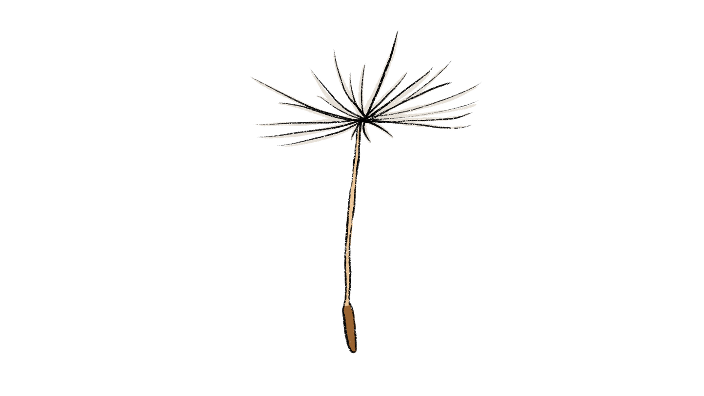 Dandelion ~ Taraxacum Officinale, Taraxacum Erythrospermum