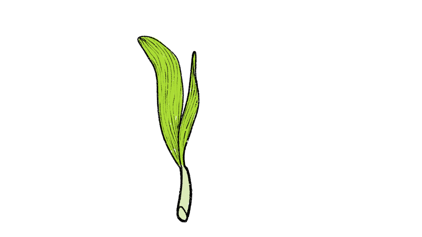 Seneca Red Stalker Corn ~ Zea Mays