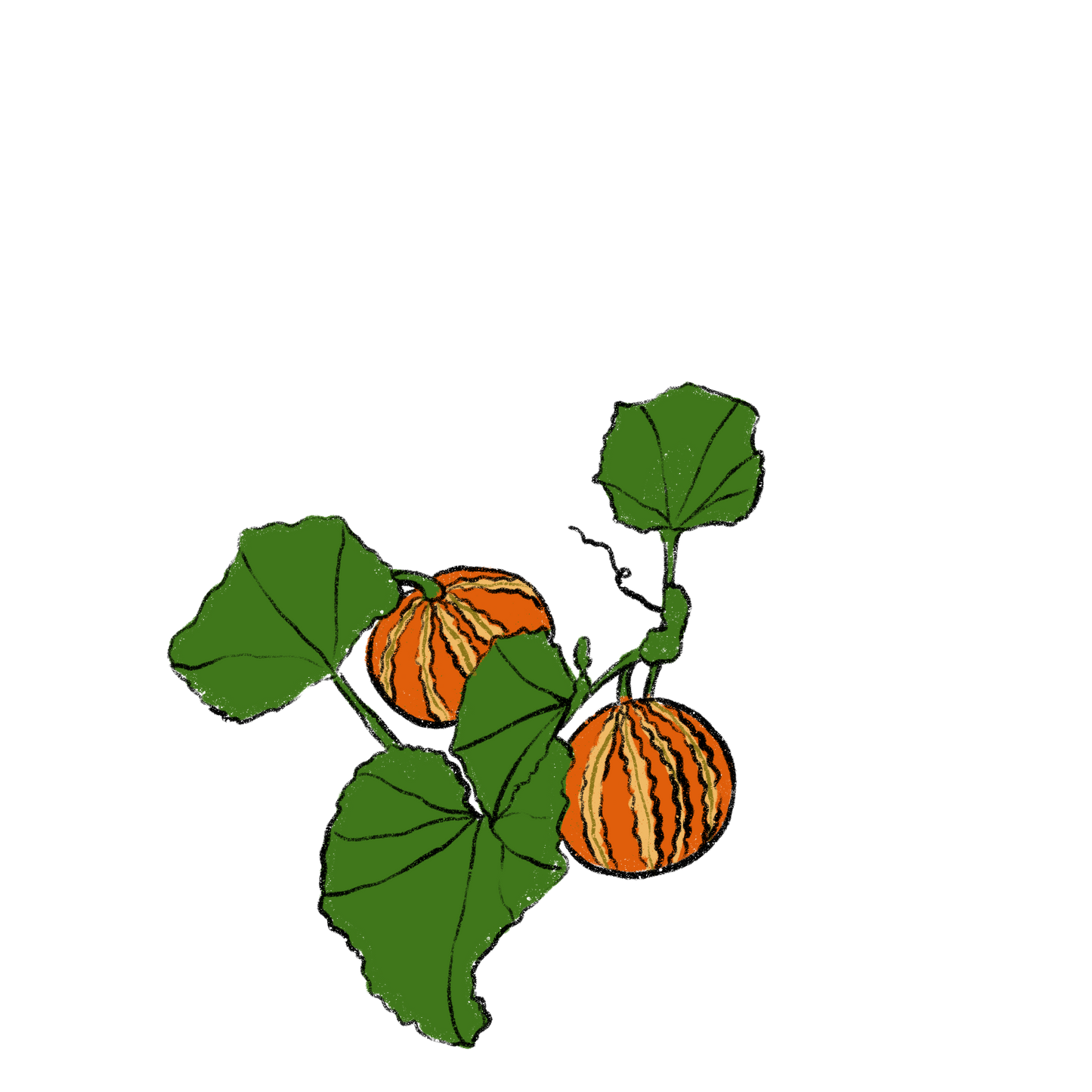 Kajari Melon ~ Cucumis Melo