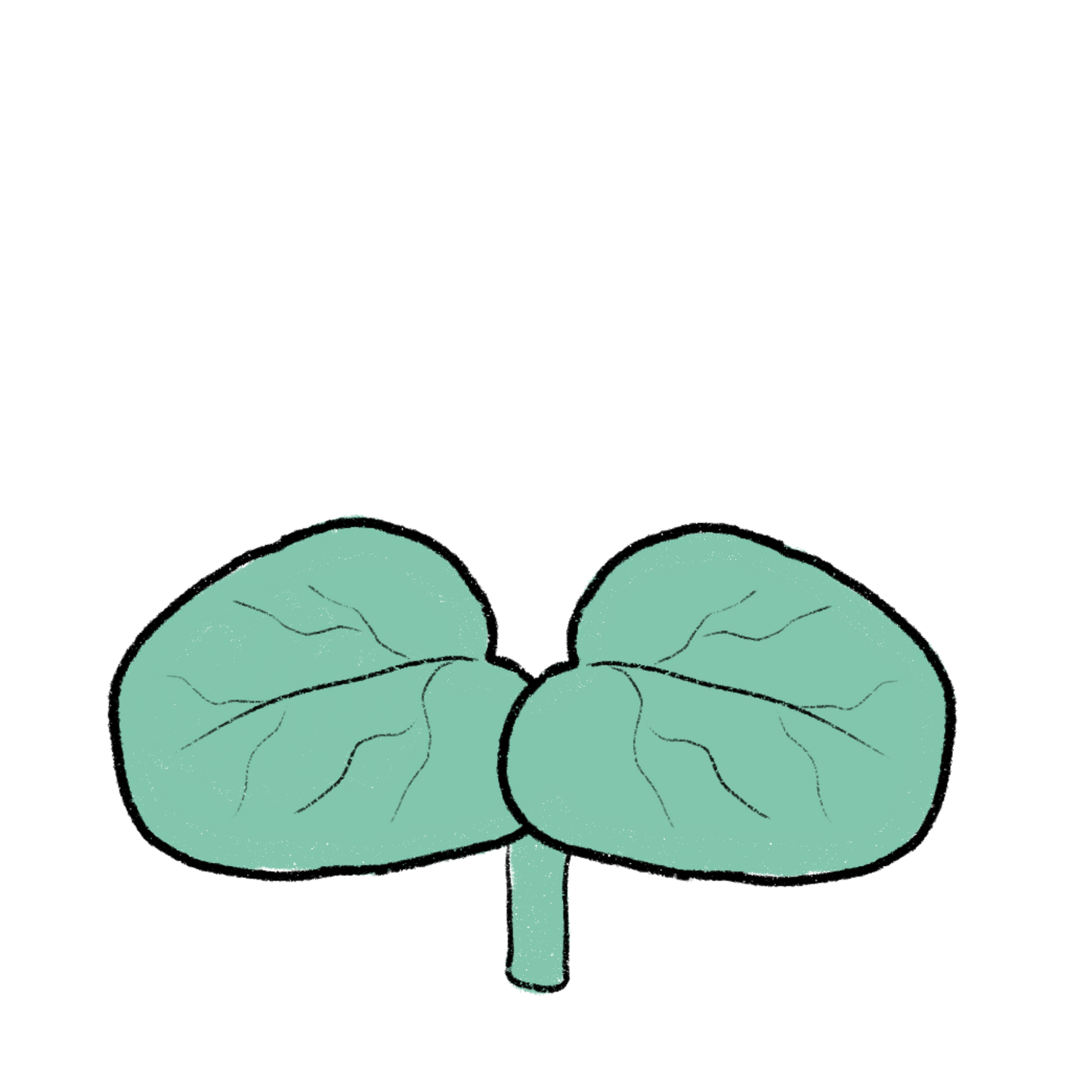 Whitten Kenaf ~ Hibiscus Cannibinum