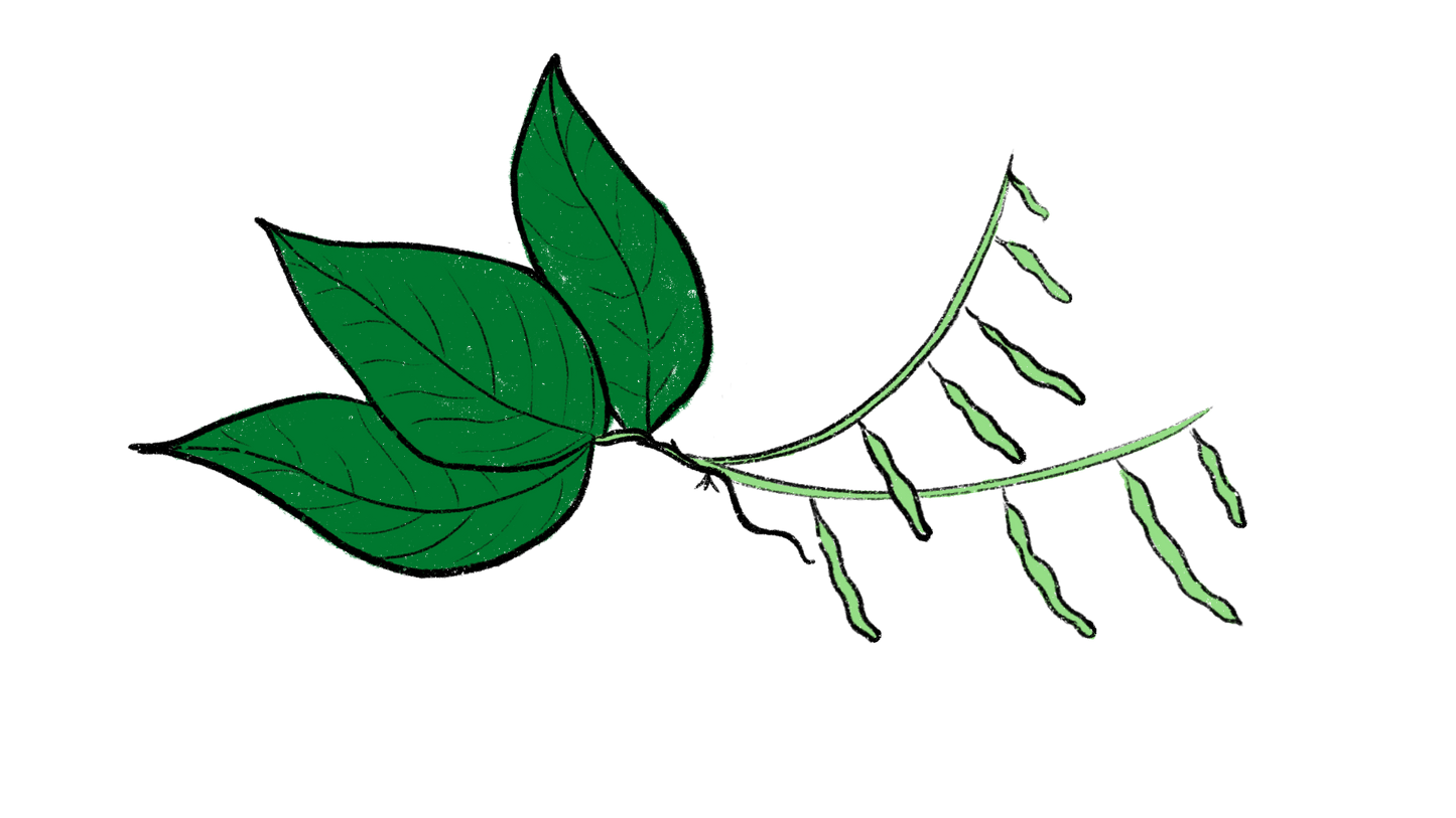 Hispanic Red Bean ~ Phaseolus Vulgaris