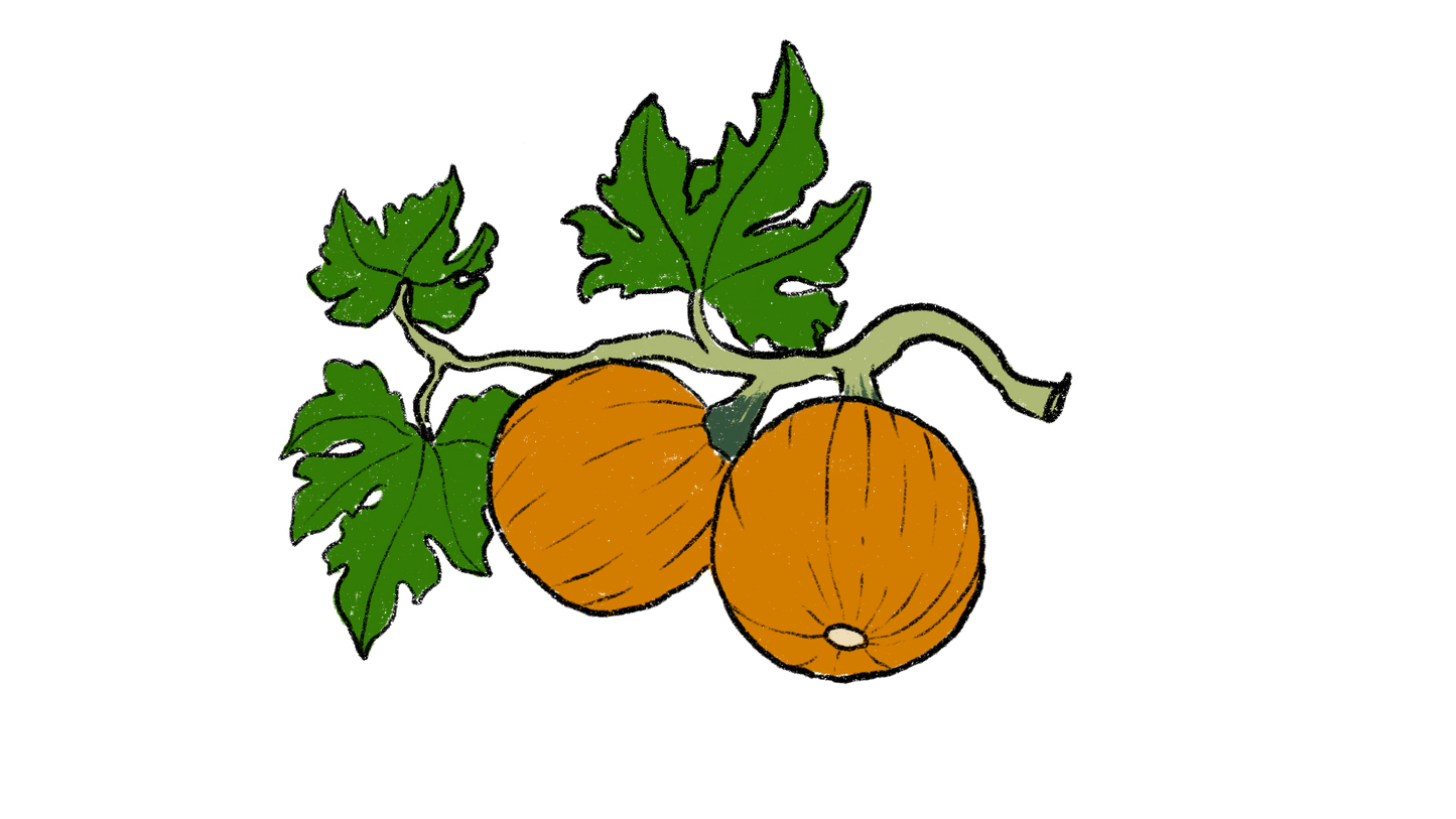 New England Sugar Pie Pumpkin ~ Cucurbita Pepo