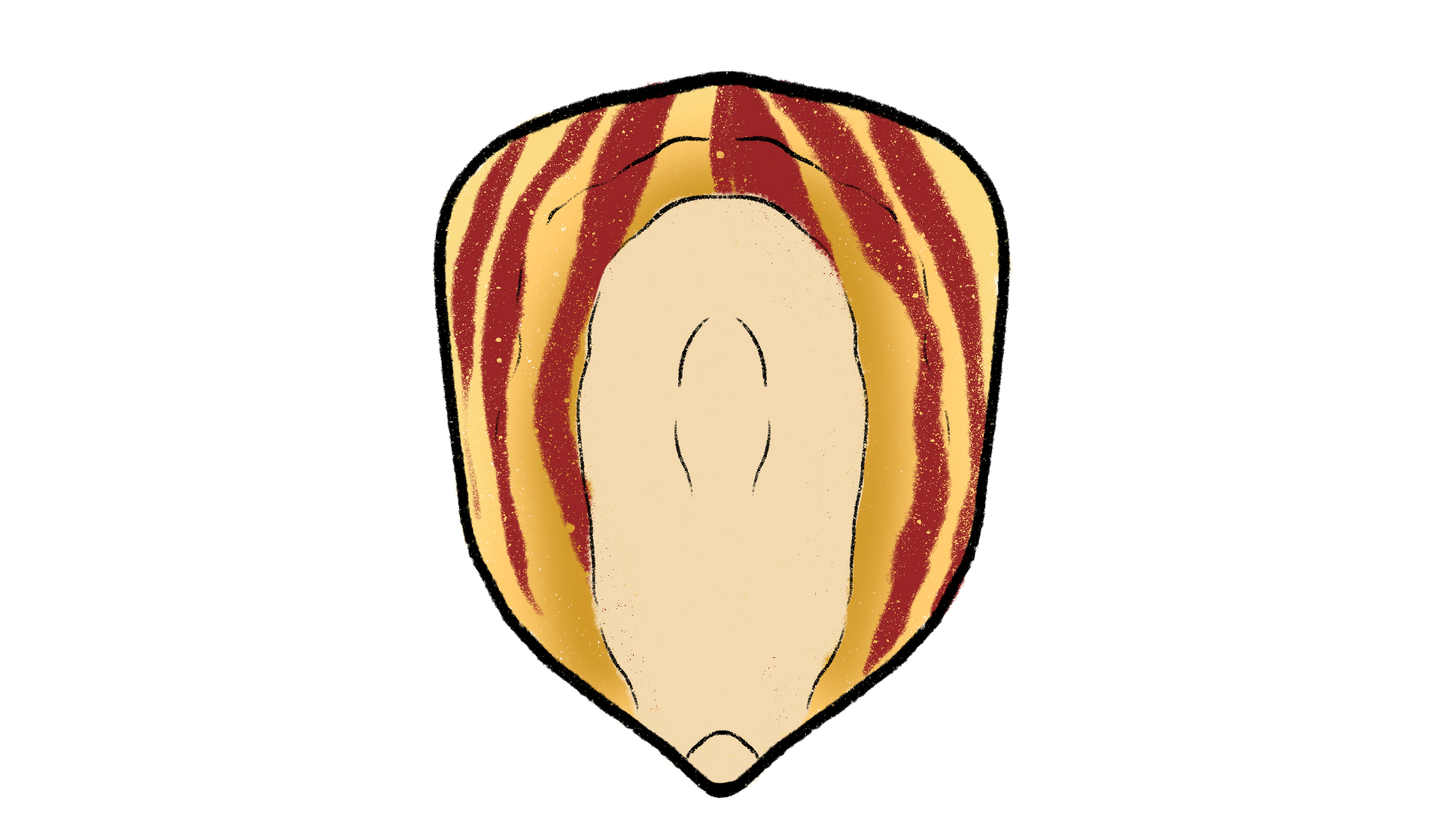 Seneca Red Stalker Corn ~ Zea Mays