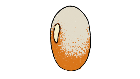 Colorado River Bean ~ Phaseolus Vulgaris