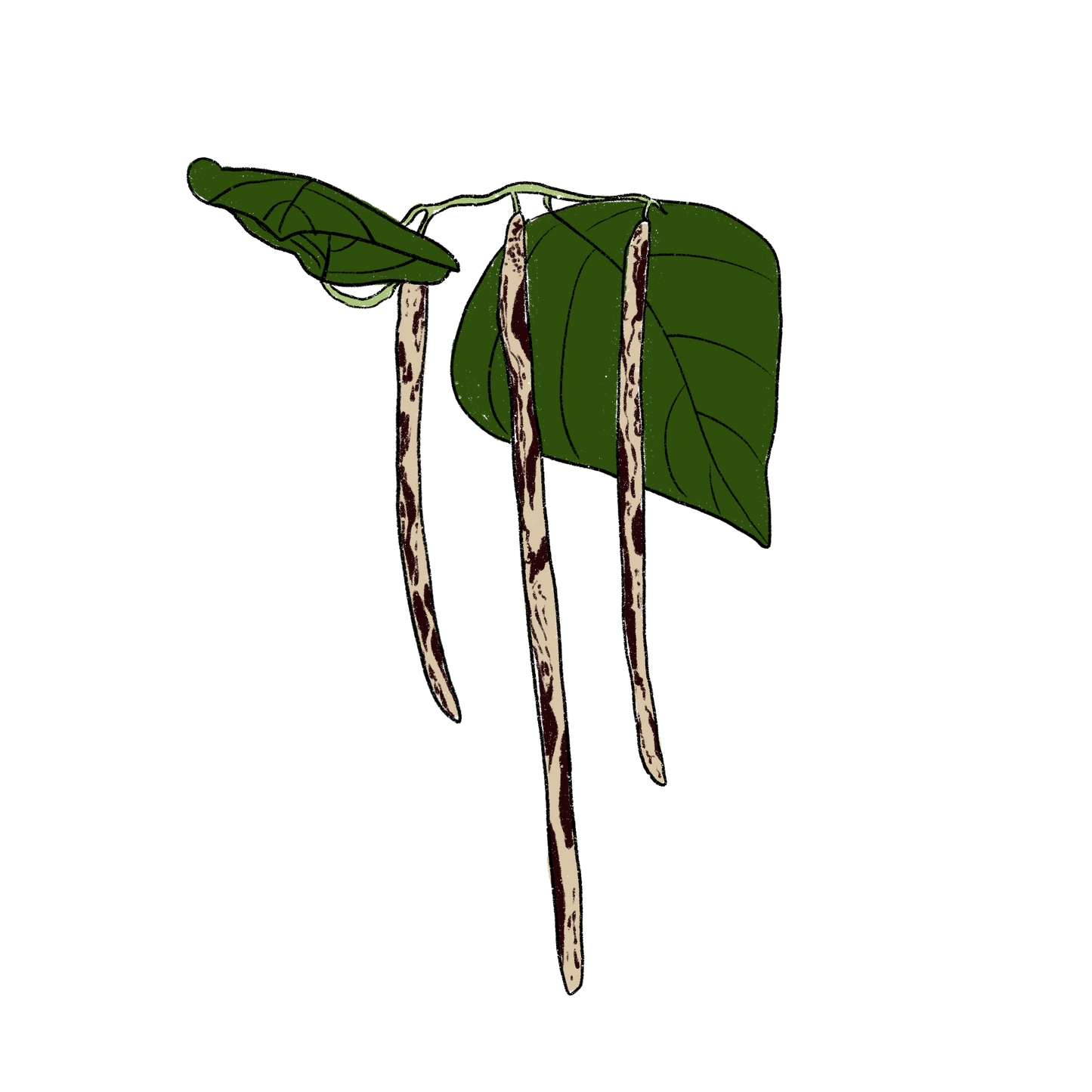 Thai Soldier Long Bean ~ Vigna Unguiculata
