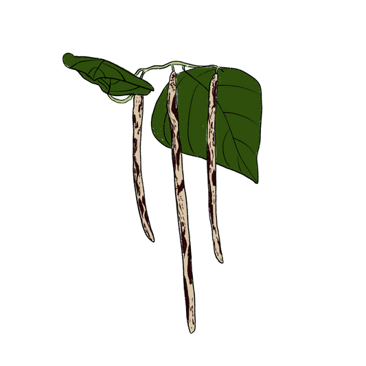 Thai Soldier Long Bean ~ Vigna Unguiculata