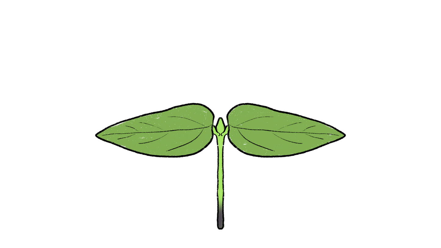 African Yam Bean ~ Spenostylis Sphenocarpa