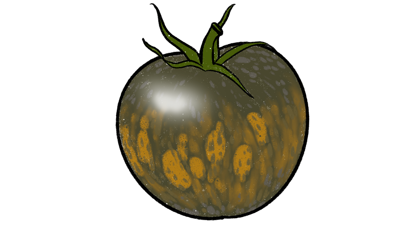 Maelstrom Tomato ~ Solanum Lycorpersicum