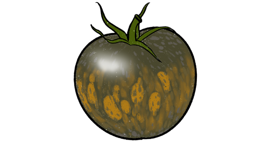 Maelstrom Tomato ~ Solanum Lycorpersicum