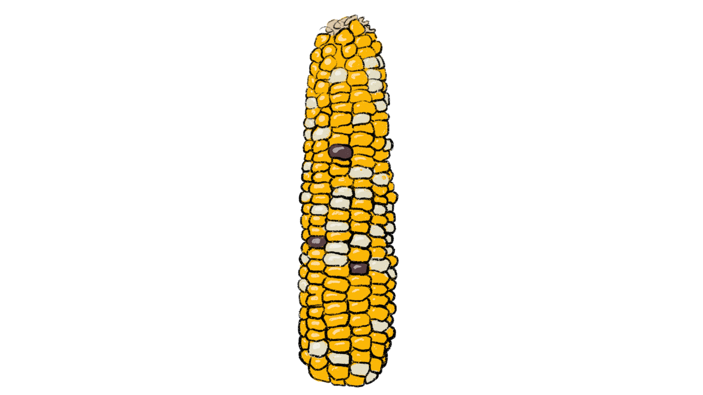 African Corn