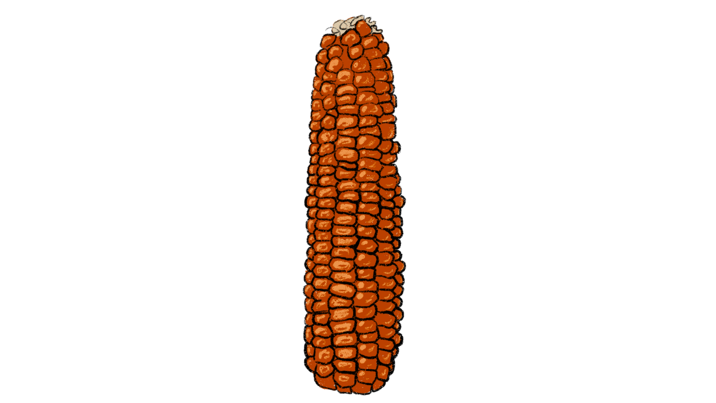Roter-Tessermais Flint Corn ~ Zea Mays