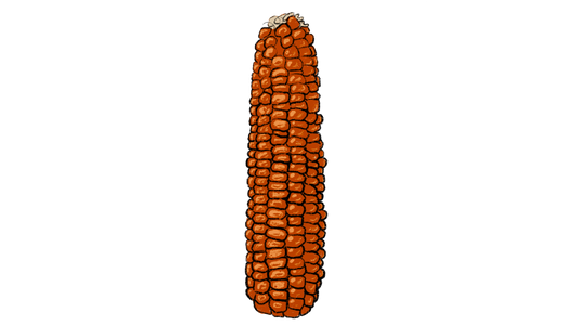 Roter-Tessermais Flint Corn ~ Zea Mays