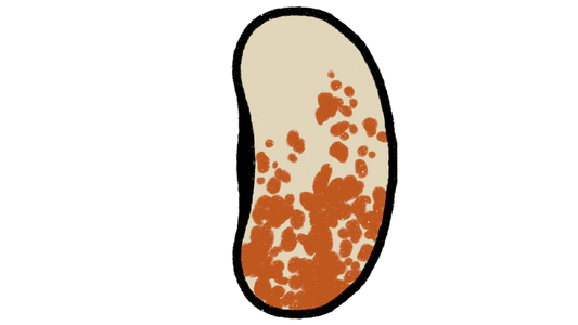 Jacob’s Cattle Bean ~ Phaseolus Vulgaris