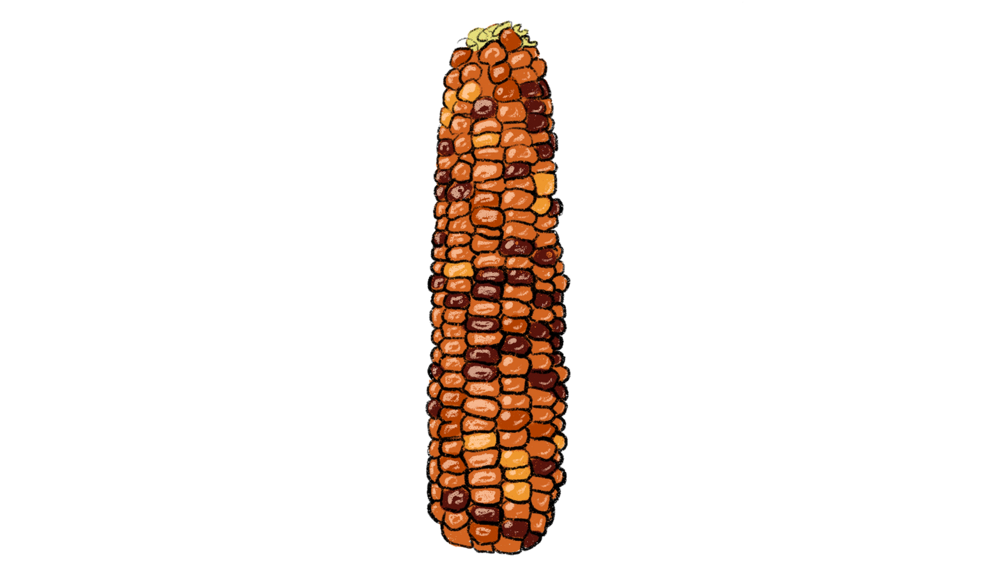 Astronomy Domine Sweet Corn ~ Zea Mays