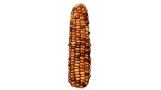 Astronomy Domine Sweet Corn ~ Zea Mays