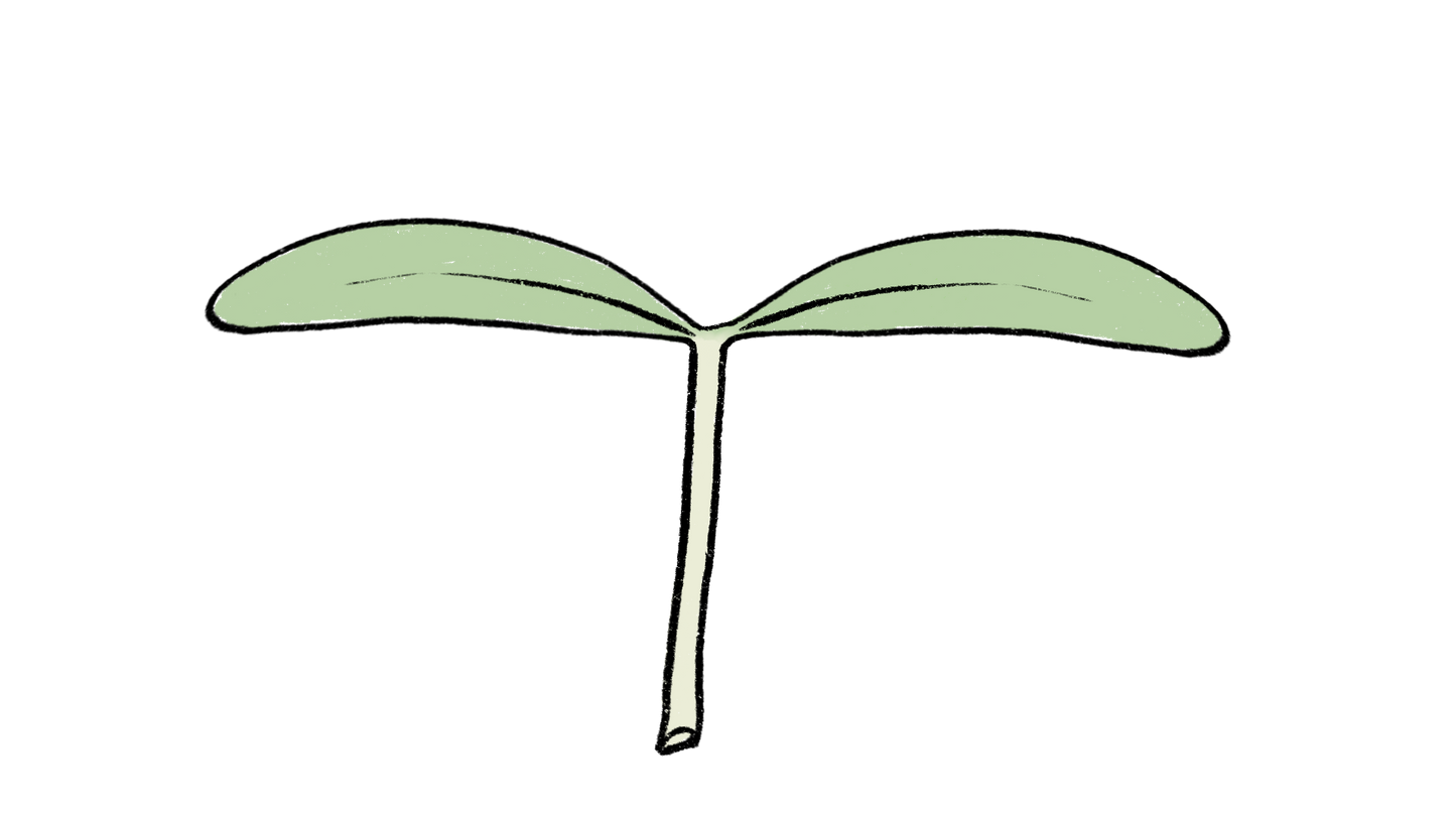 Coime Amaranth ~ Amaranthus Cruentus