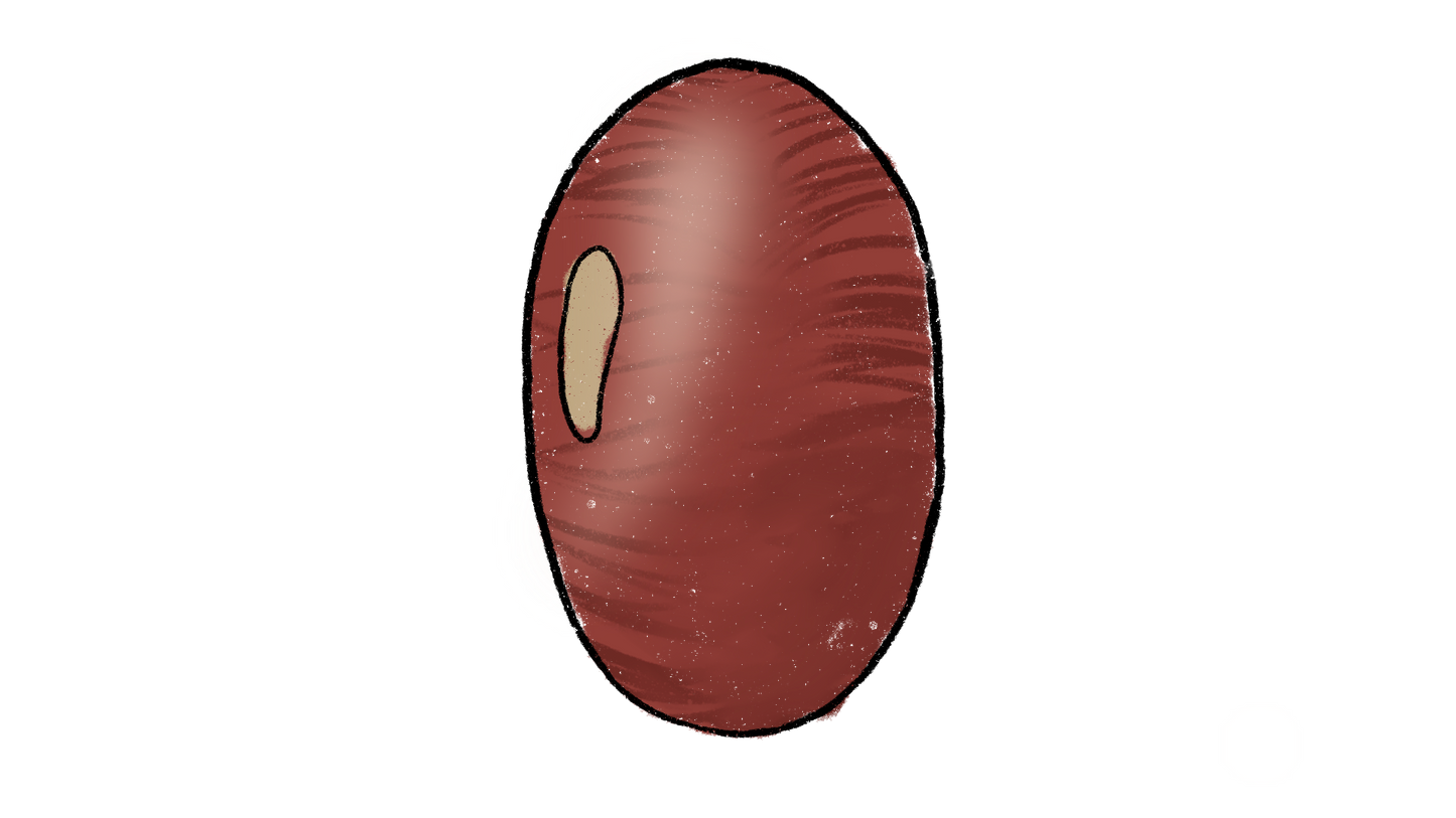 Hidatsa Red Lima Bean ~ Phaseolus Lunatus
