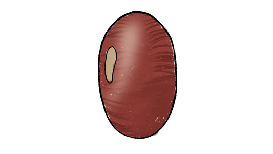 Hidatsa Red Lima Bean ~ Phaseolus Lunatus