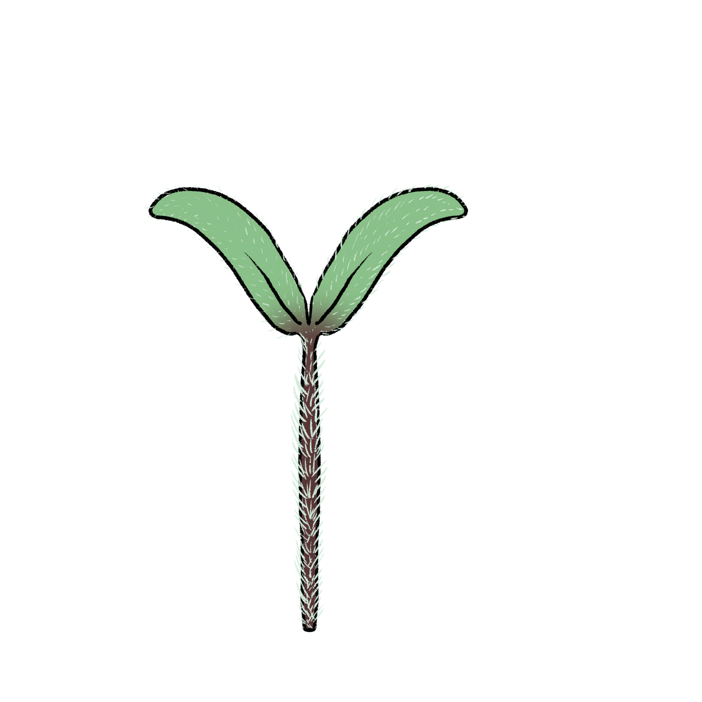 Azochyka Tomato ~ Solanum Lycopersicum