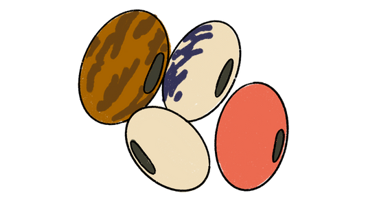 Jack Bean Set