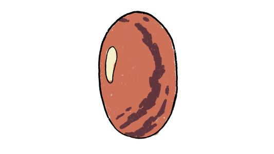 Hopi Purple Pole Bean ~ Phaseolus Vulgaris