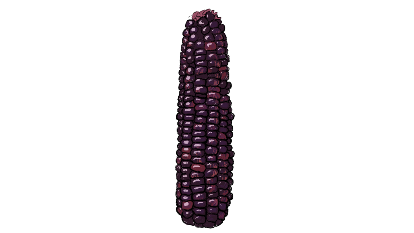 Striped-Japonica Corn ~ Zea Mays