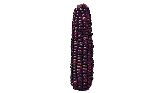 Striped-Japonica Corn ~ Zea Mays