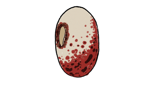 Potawatomi Lima Bean ~ Phaseolus Lunatus