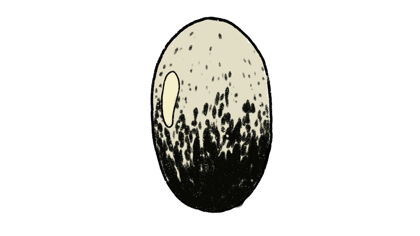 Black Nightfall Pole Bean ~ Phaseolus Vulgaris