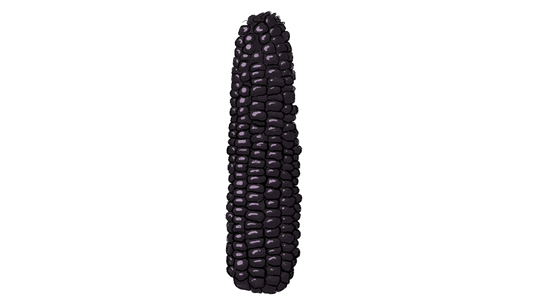Appalachian Purple (Self-Feeding) Flint Corn ~ Zea Mays