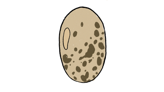Seneca Bird Egg Pole Bean ~ Phaseolus Vulgaris