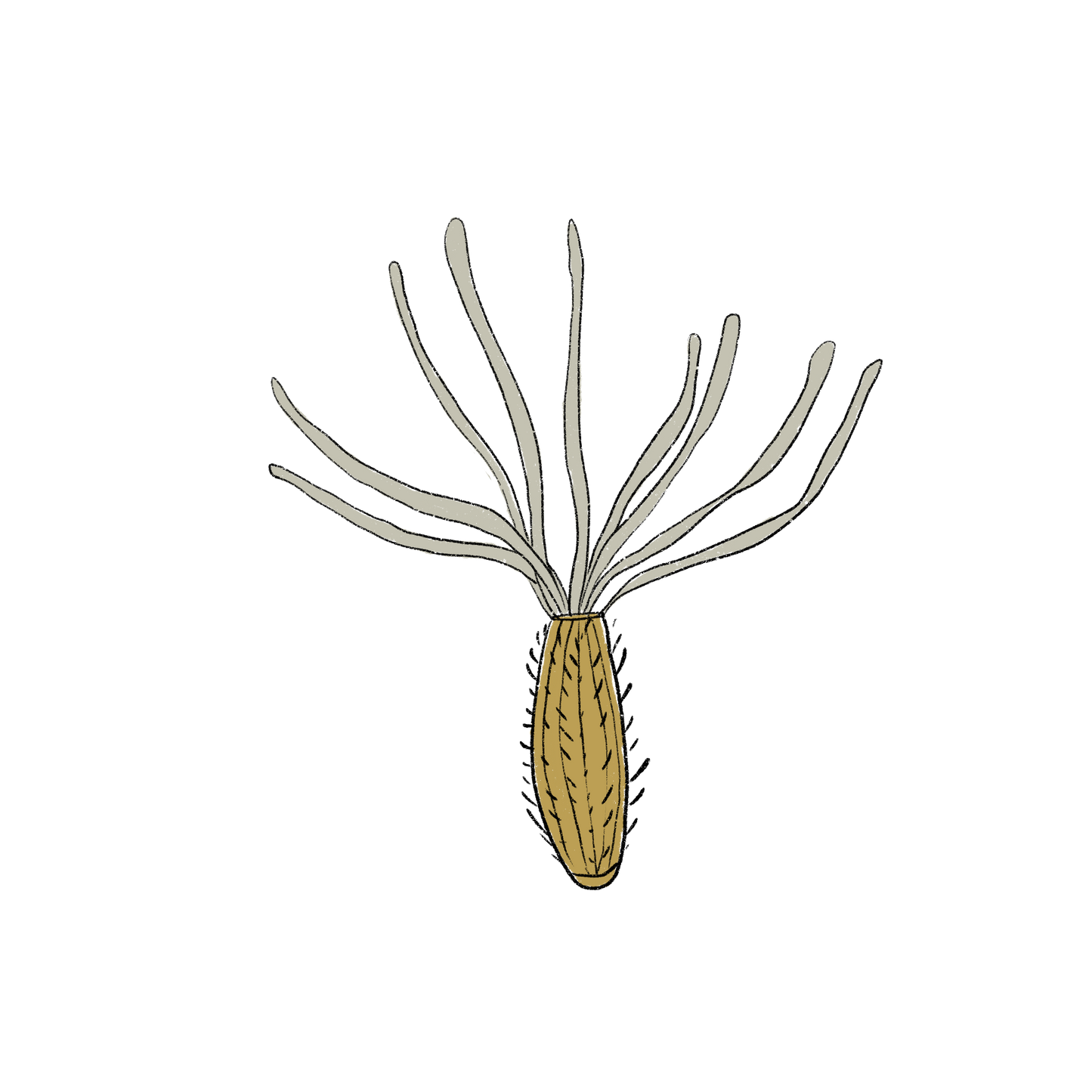 Giant Goldenrod ~ Solidago Gigantea