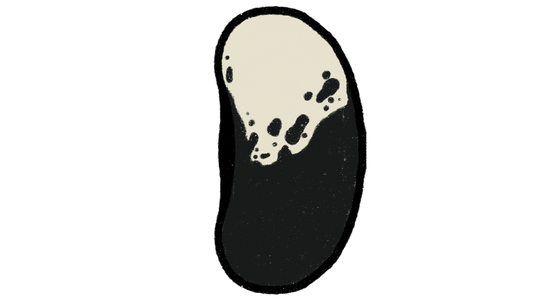 Peruvian Cow Lima Bean ~ Phaseolus Lunatus
