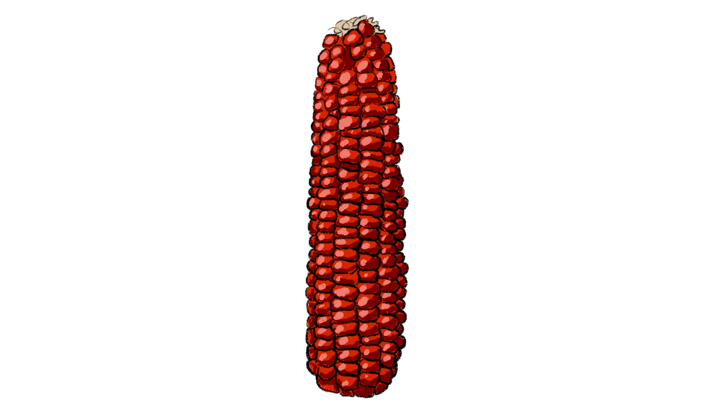 Jimmy Red Moonshiner, Bloody Butcher Flint Corn Mix
