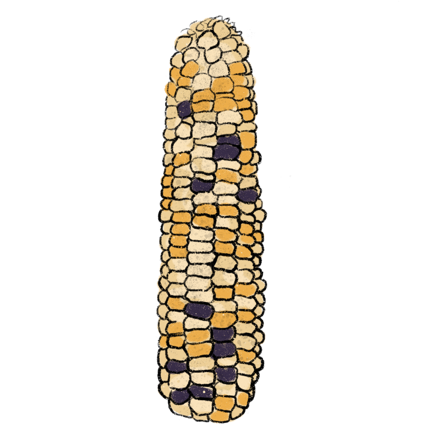 Jaguar Priest Corn ~ Zea Mays