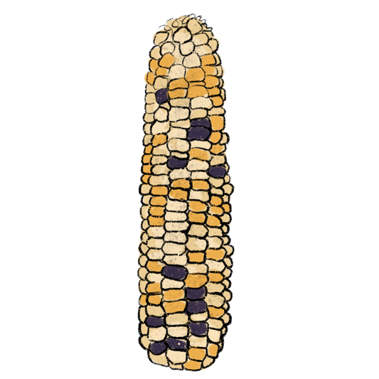 Jaguar Priest Corn ~ Zea Mays