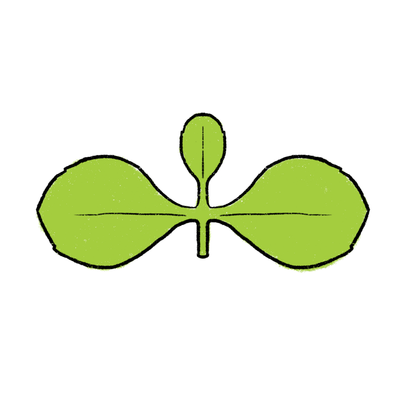 Giant Goldenrod ~ Solidago Gigantea