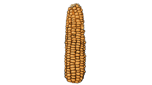 Navajo Copper Popcorn ~ Zea Mays