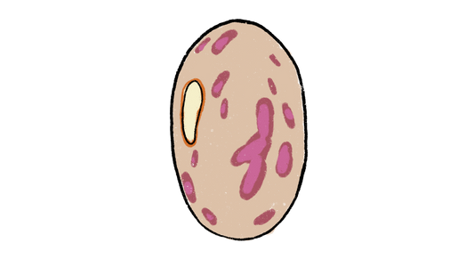 Rattlesnake Pole Bean ~ Phaseolus Vulgaris