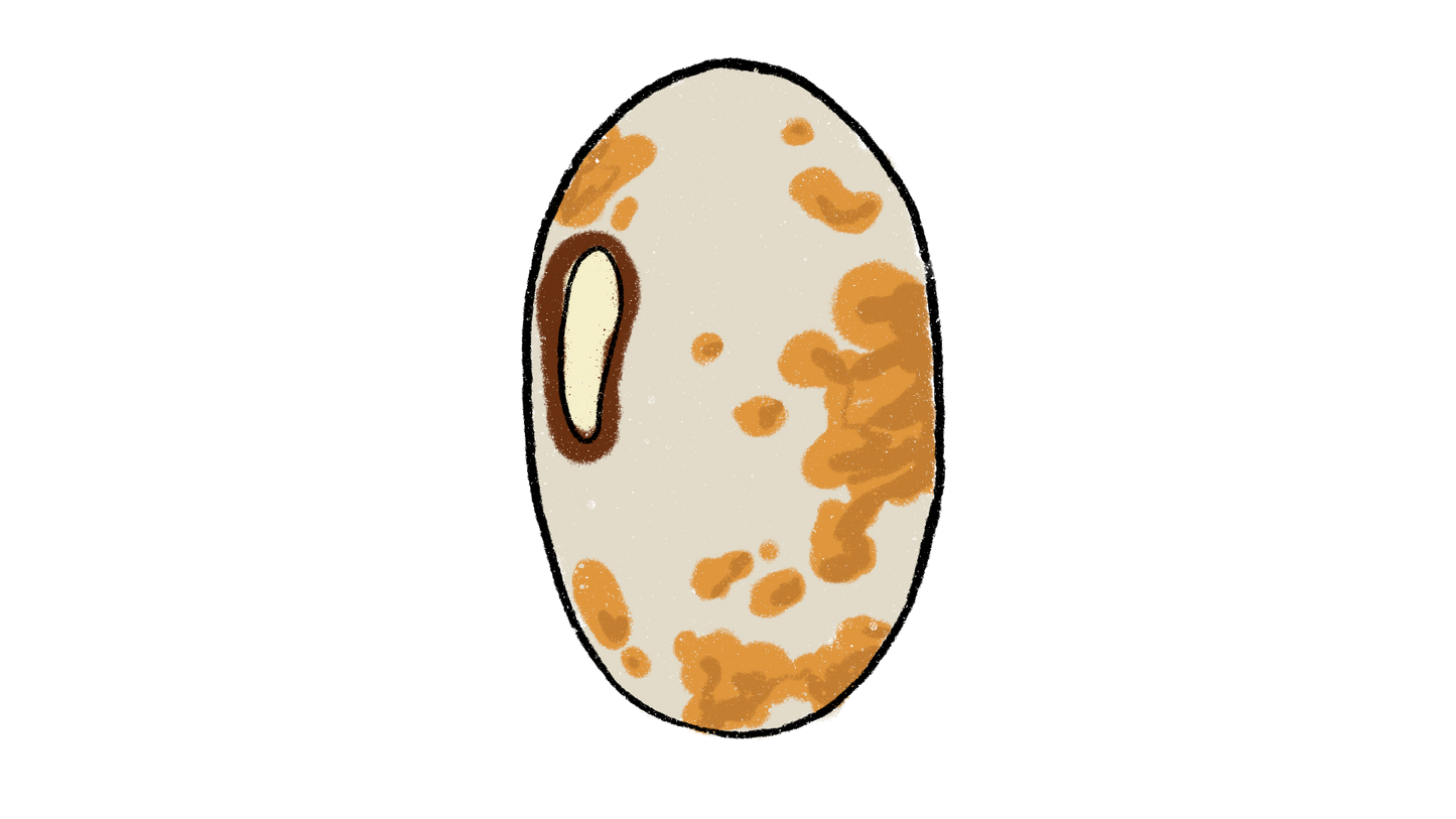 Yellow Anasazi Cave Bean ~ Phaseolus Vulgaris