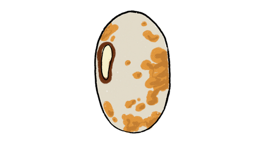 Yellow Anasazi Cave Bean ~ Phaseolus Vulgaris