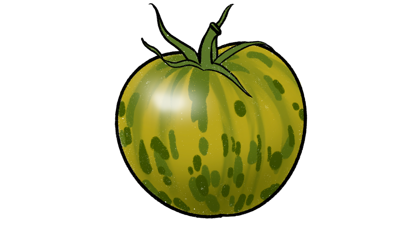 Green Zebra Tomato ~ Solanum Lycopersicum