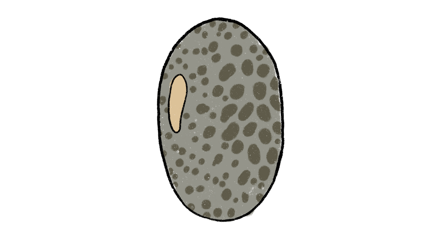 Caje Muni Cowpea ~ Vigna Unguiculata