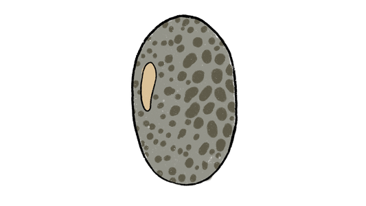 Caje Muni Cowpea ~ Vigna Unguiculata