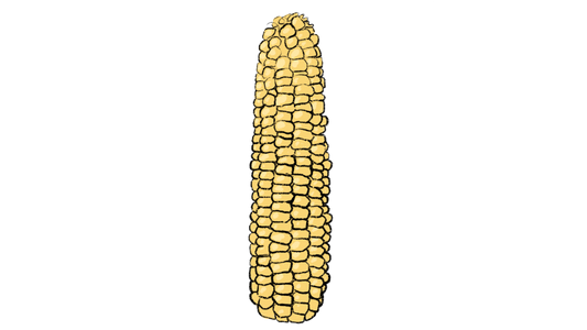 Ki’ Kam Hu:n Corn ~ Zea Mays